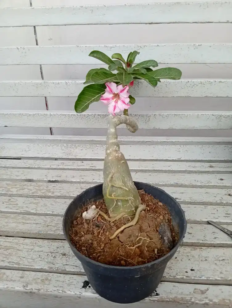 Tanaman Kamboja Harry potter berbunga