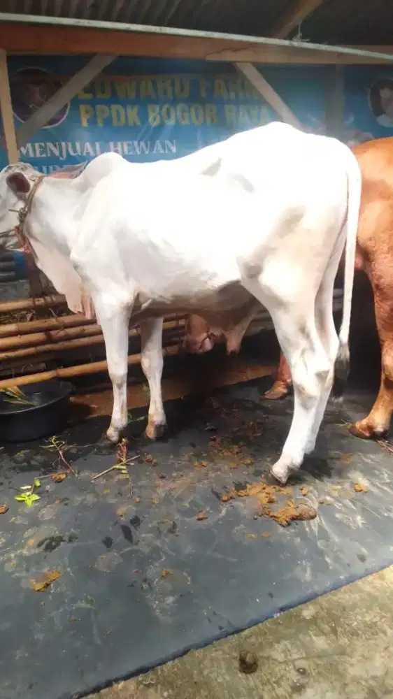 Sapi peranakan ongol(po)