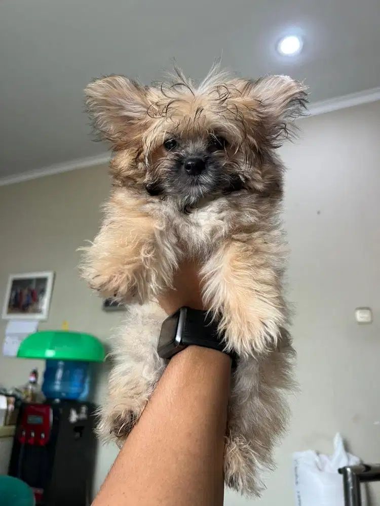 Anjing puppies Pomapoo Betina Lucu Lincah Corak Langka