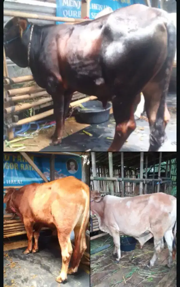 Berbagai jenis sapi dan harga bersahabat