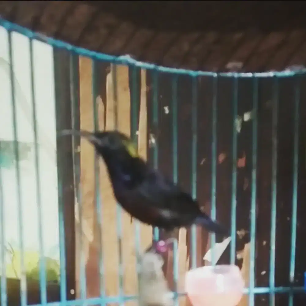 Burung kolibri ninja gacor