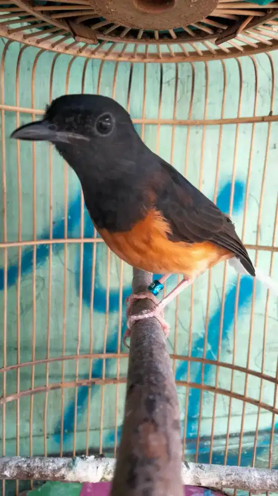 Murai Batu Medan Blorok Jantan Paruh Putih Badan Gede Rajin Bunyi