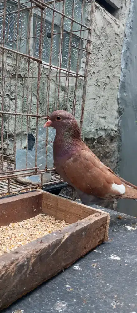 Jual burung dara sepasang