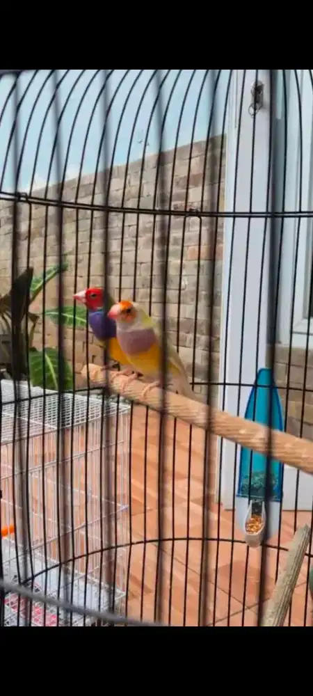 Burung Gould amadin sepasang siapan