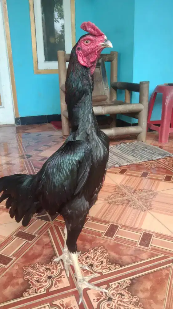 Ayam Bulbi Bangkok Mangon