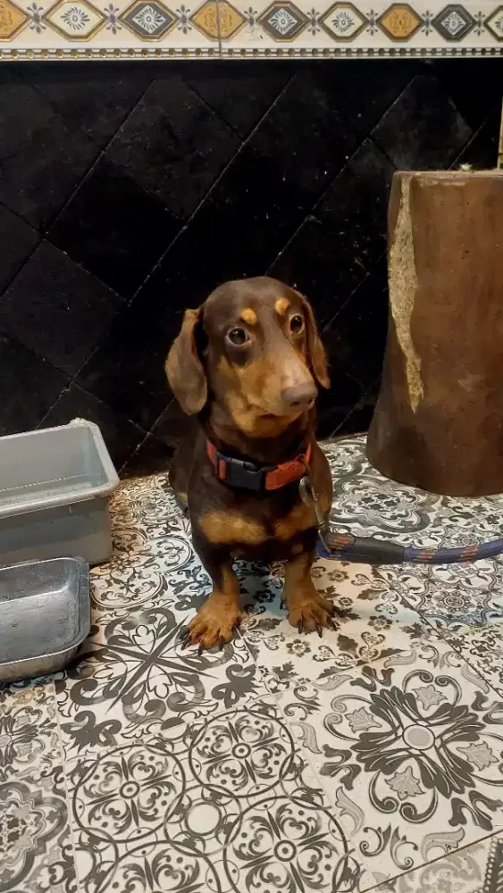 Anjing tekel/dachshund indukan