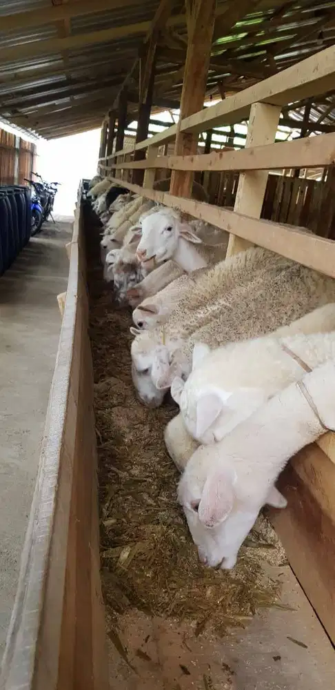 Paket Usaha Ternak Domba Dorper