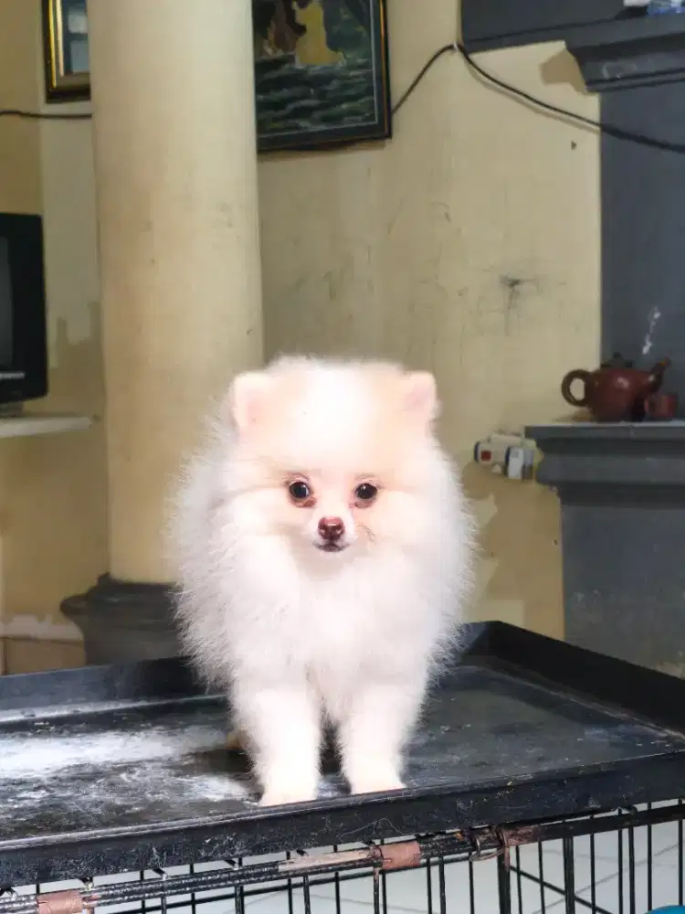 Minipom Pomeranian betina 2 bulan