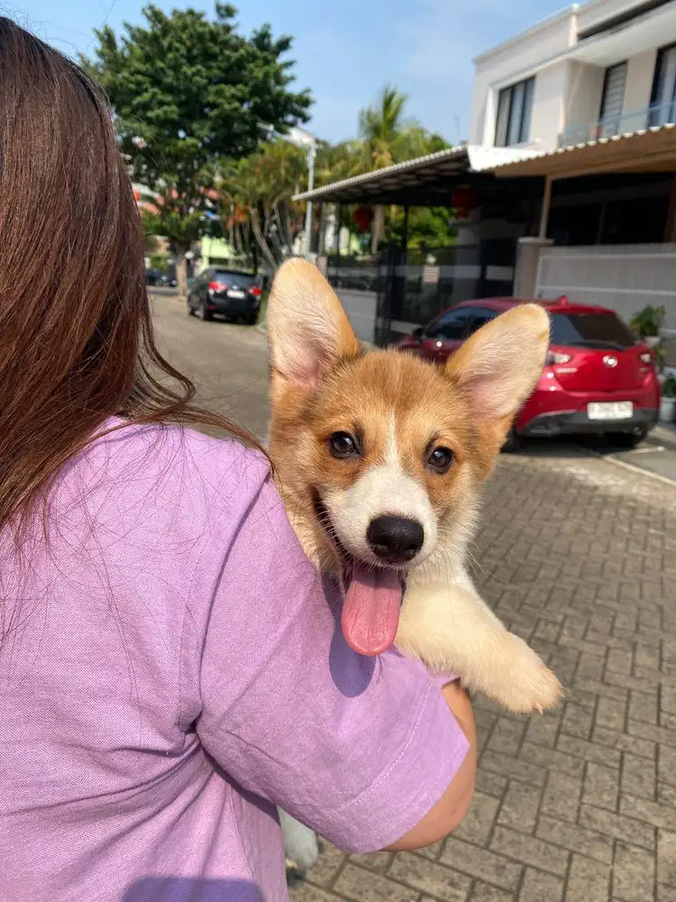 Dijual anak anjing puppy Corgi Betina Femal sable white vaksin stambum