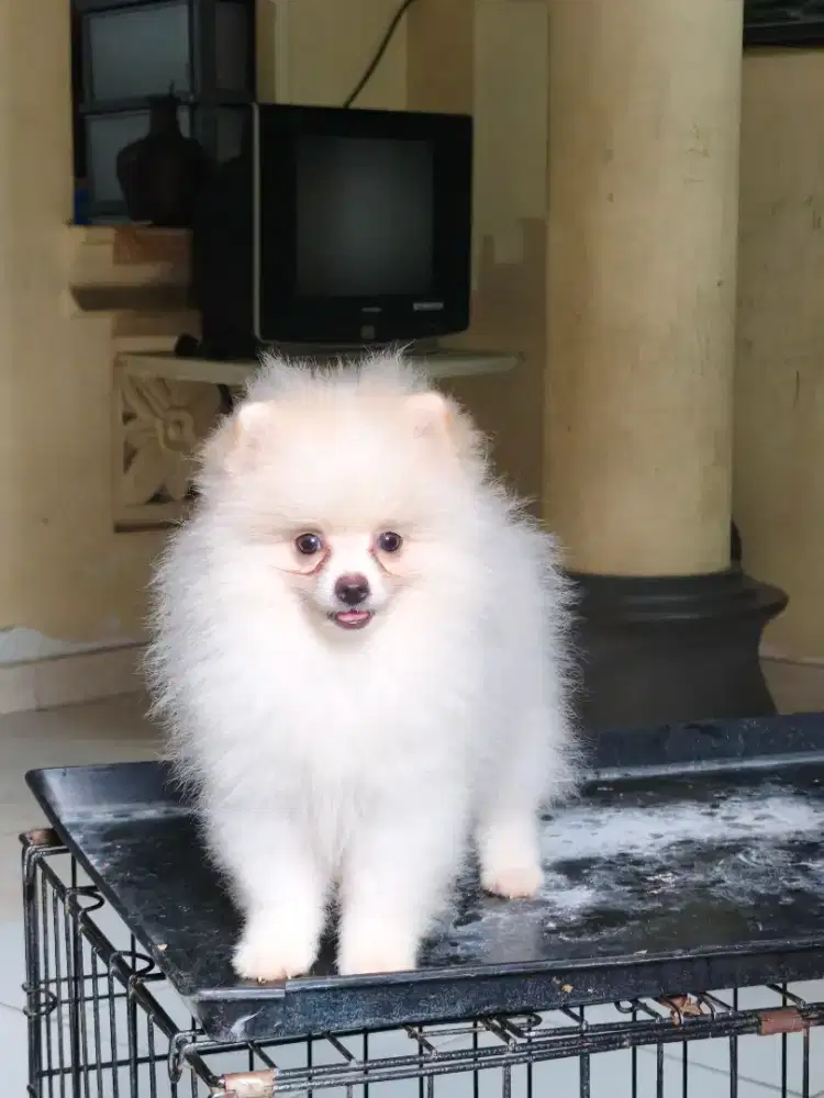 Minipom Pomeranian 2 bulan jantan