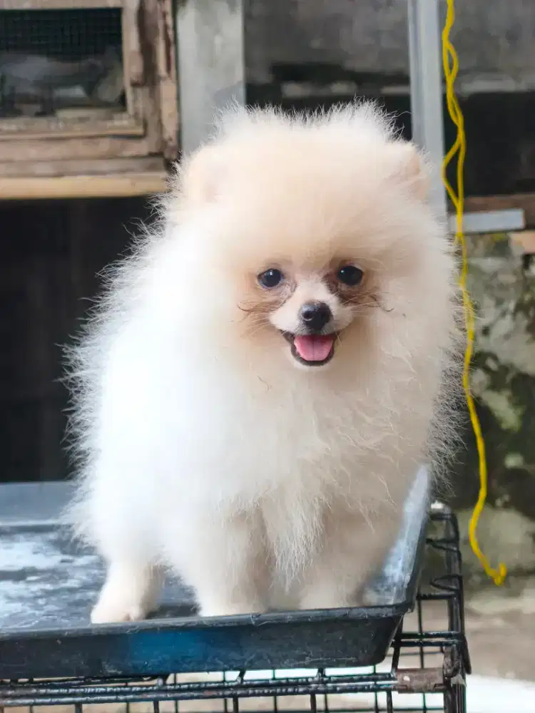 Minipom Pomeranian jantan 2 bulan