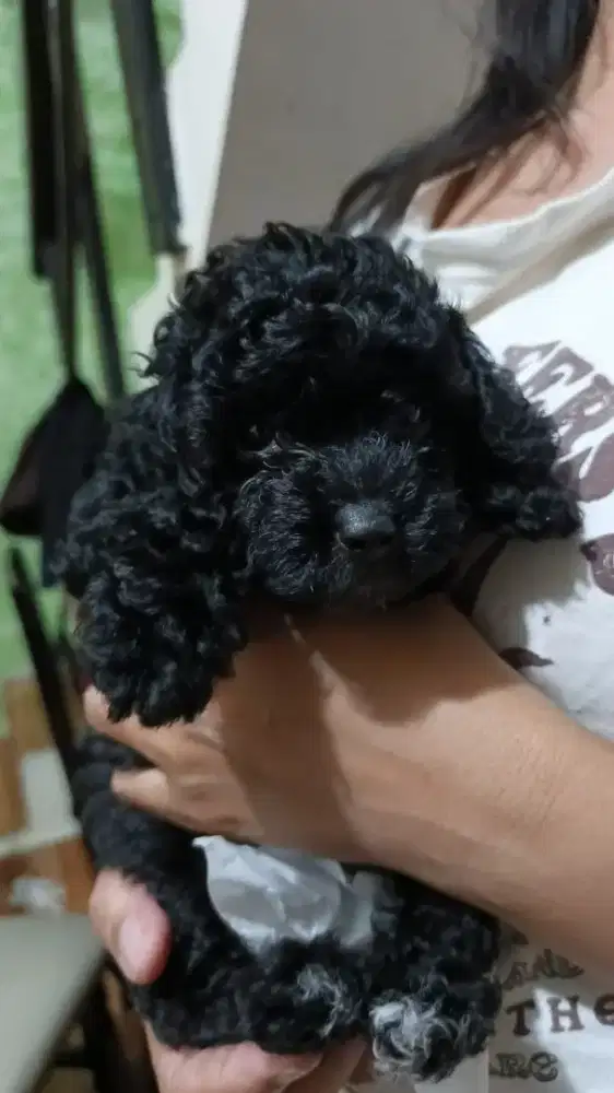 toy poodle 3 ekor betina