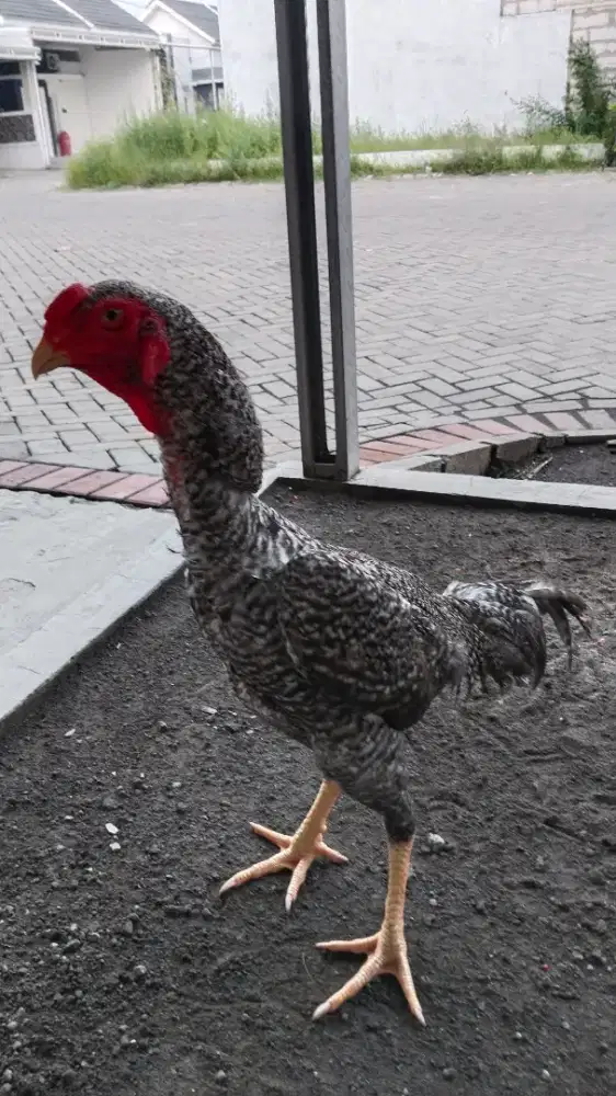 Dijual ayam shamo warna king king/jali