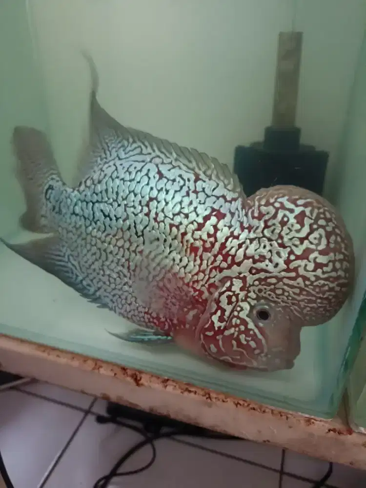 Louhan Kamfa F2 Jumbo