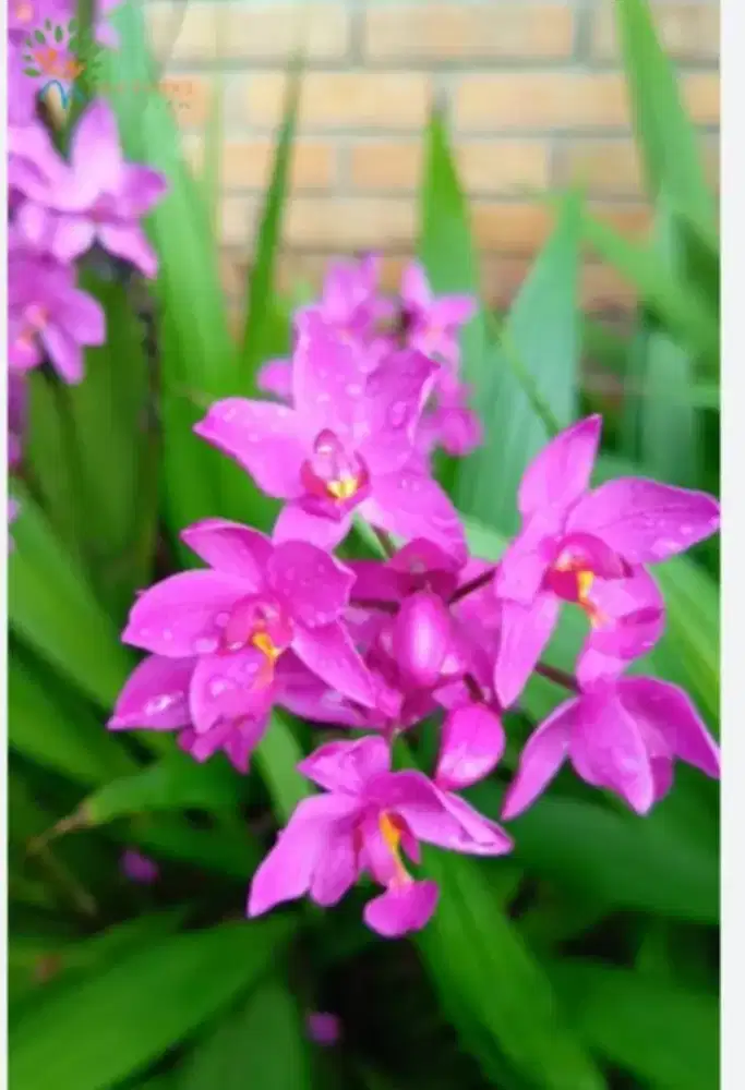 Saya sedang mencari pekerjaan, rumah tangga