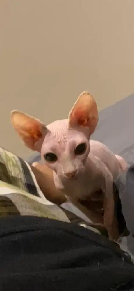KUCING SPHYNX atau kucing tanpa bulu