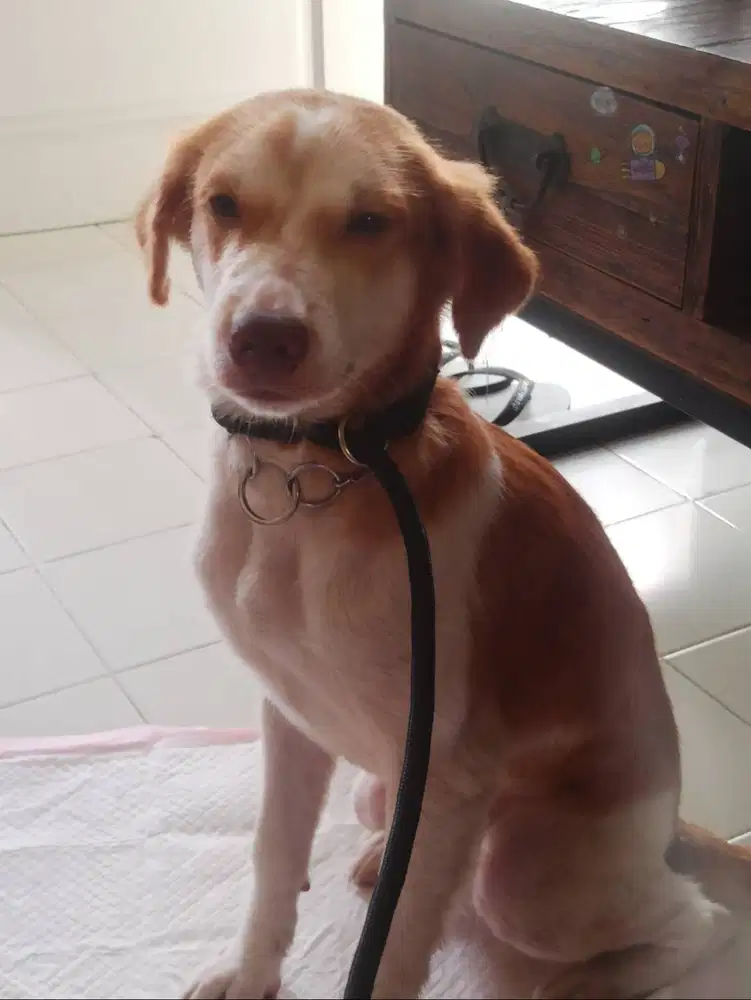 Open Adopt Anjing Jantan