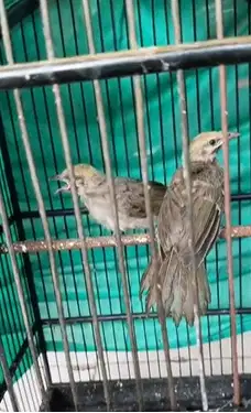 CUCAK ROWO / CUCAK RAWA / CR MANDIRIAN SATU SARANG