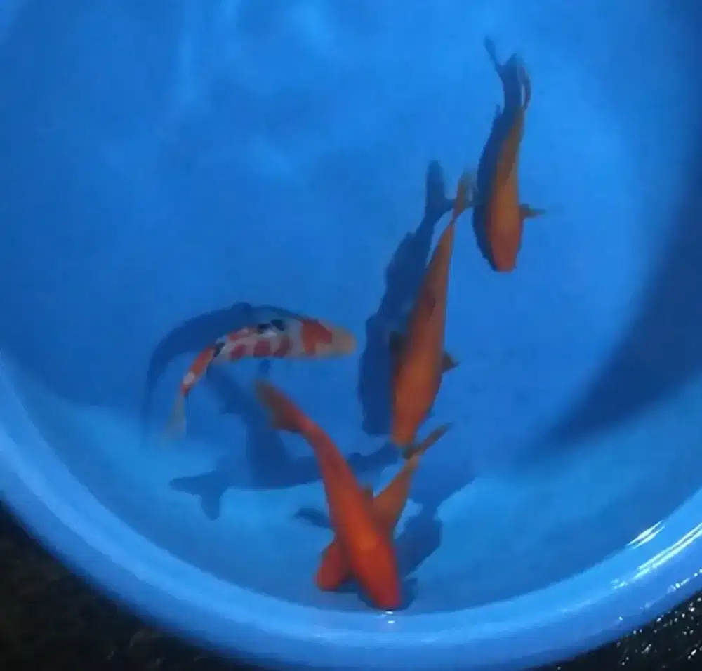 Ikan koi size 15-18cm