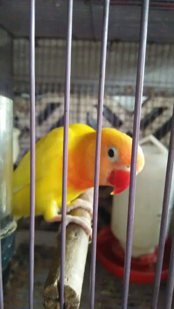 burung Lovebird lutino