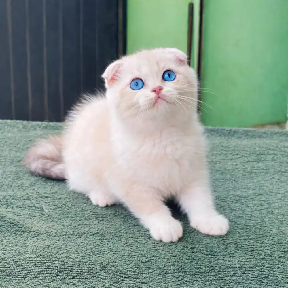 Scottish fold blue eyes betina 2,5 bulan