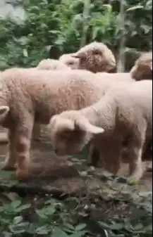 5 ekor bibit domba merino 4 bln 1 jantan 4 betina siap ternak rawatan