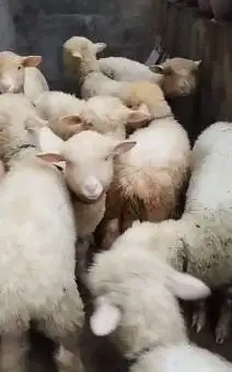 5 ekor bibit domba merino 4 bln 1 jantan 4 betina siap ternak rawatan