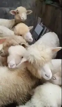 5 ekor bibit domba merino 4 bln 1 jantan 4 betina siap ternak rawatan