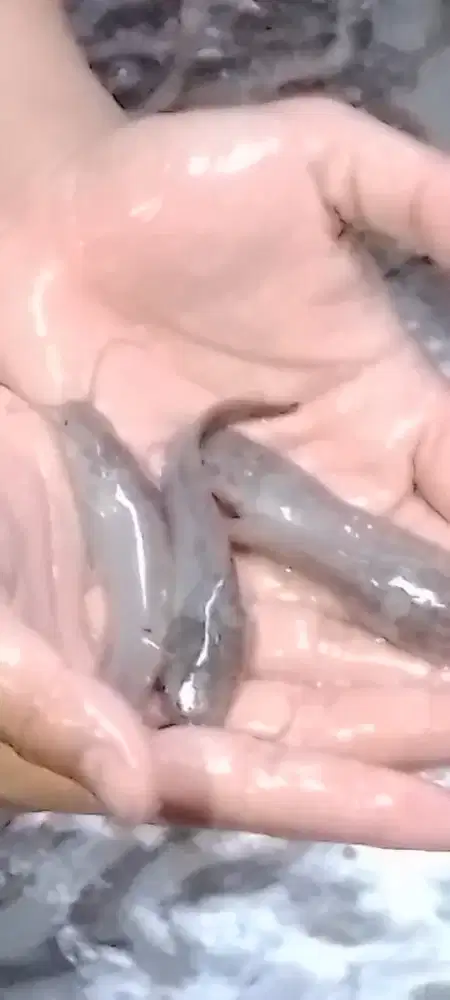 Bibit lele unggul 8-9 cm