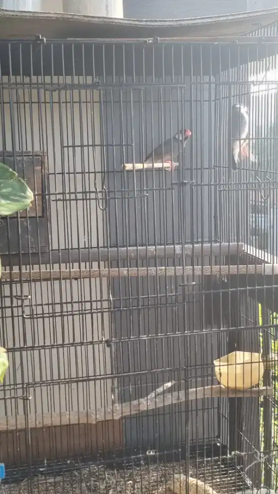 Burung Glatik Jawa 2 Ekor