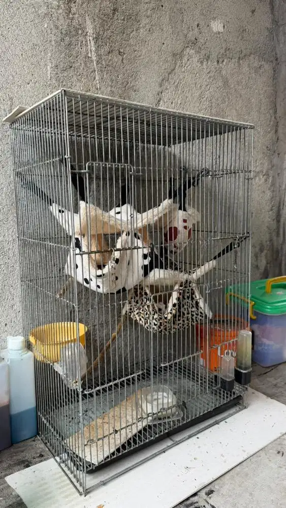 Sugar glider rawatan sendiri 6 - 9 ekor