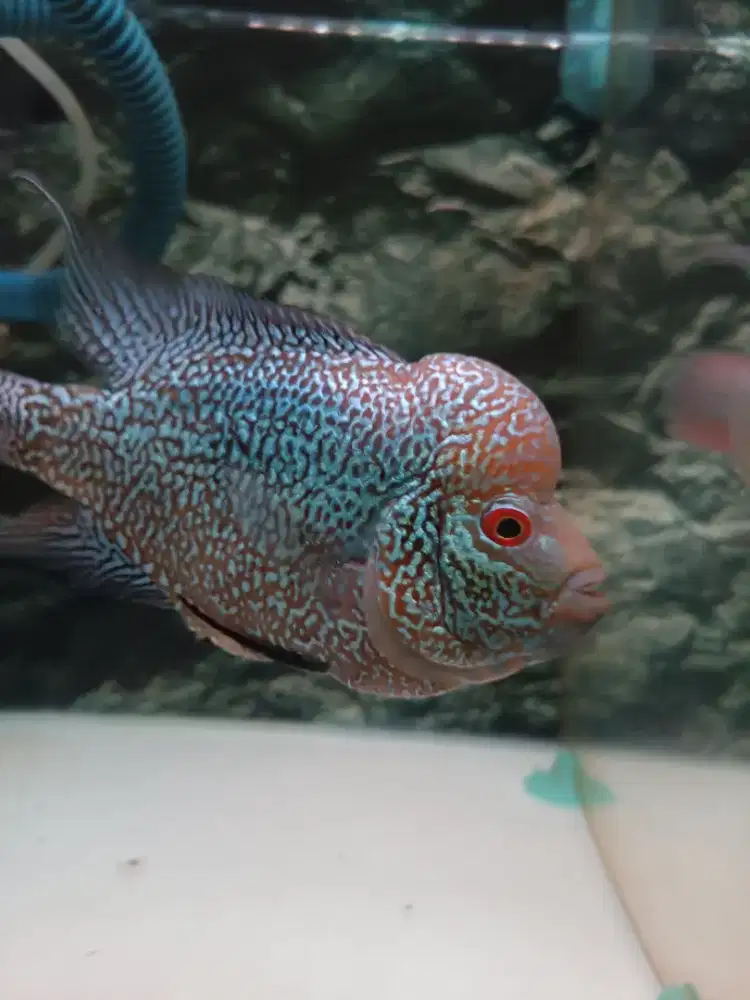 Louhan Cencu Gen Bb Boom Head