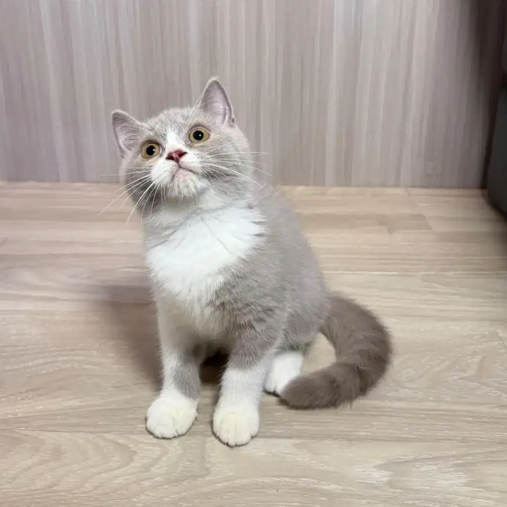 BSH BICO FAWN LEPAS ADOPT