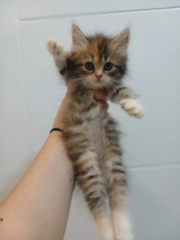 KITTEN PERSIA MEDIUM MIX BSH