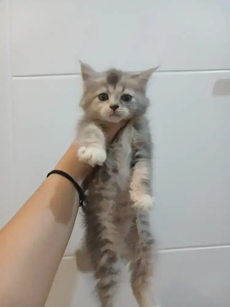 KUCING PERSIA MEDIUM MIX BSH