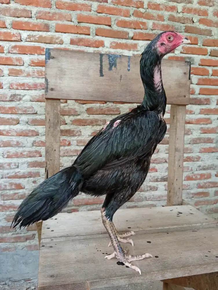 Ayam betina bangkok x mangon