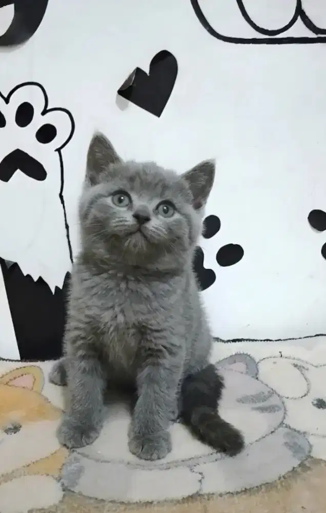 kitten Bsh Jantan