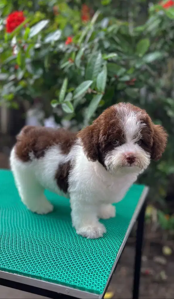 Toy poodle parti chocolate