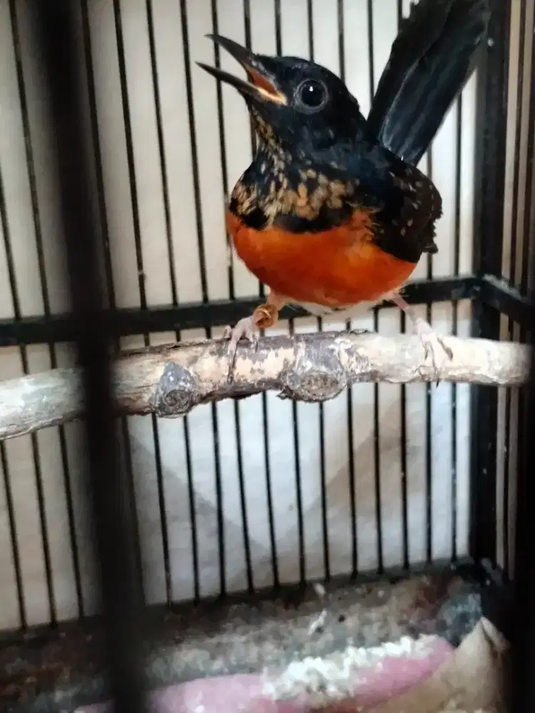 Penangkaran murai batu milenium.   l