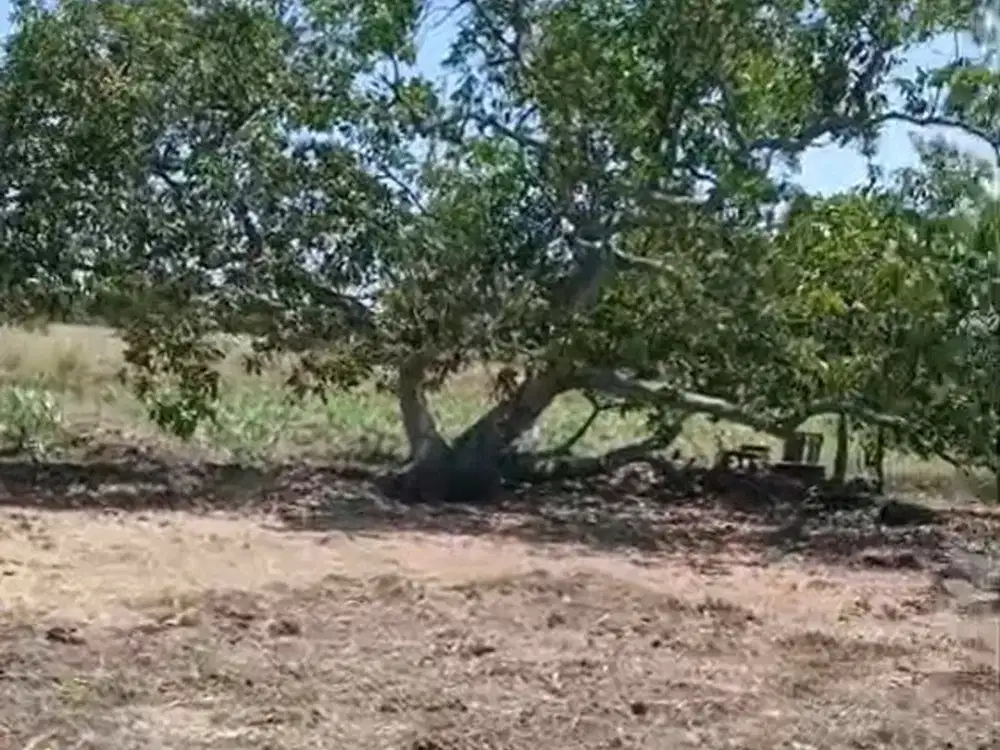 DIJUAL TANAH ALAS MALANG SAMBIKEREP SURABAYA RON.A2727