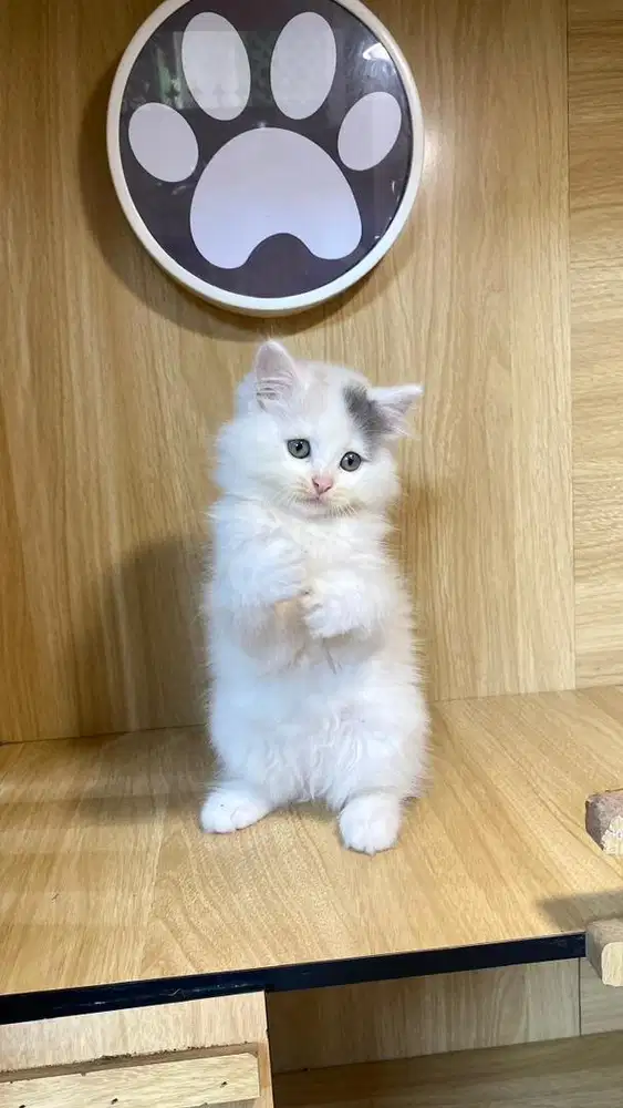 warna favorit calico dilute