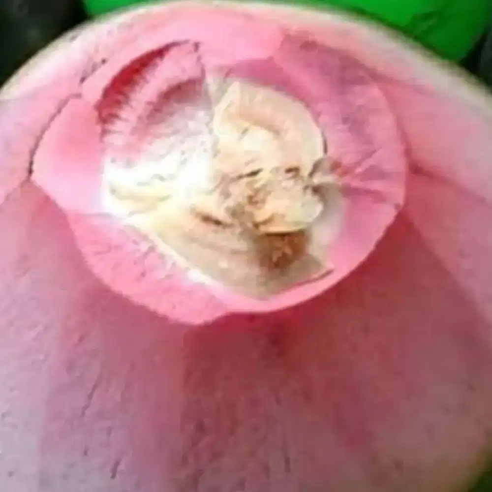 Kelapa muda Wulung ijo serat pink bisa langsung di pesan lewat gojek