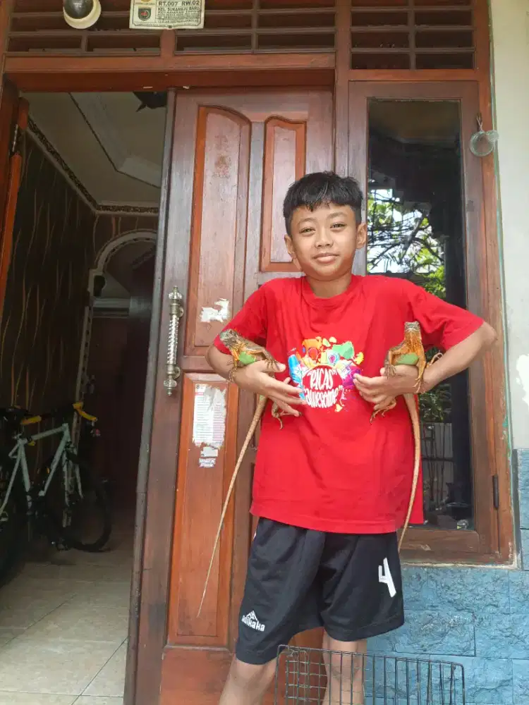 Iguana super red grade a+ SEPASANG