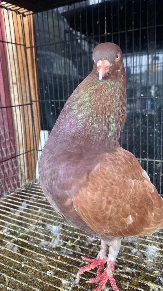 Burung dara giring dan satuan