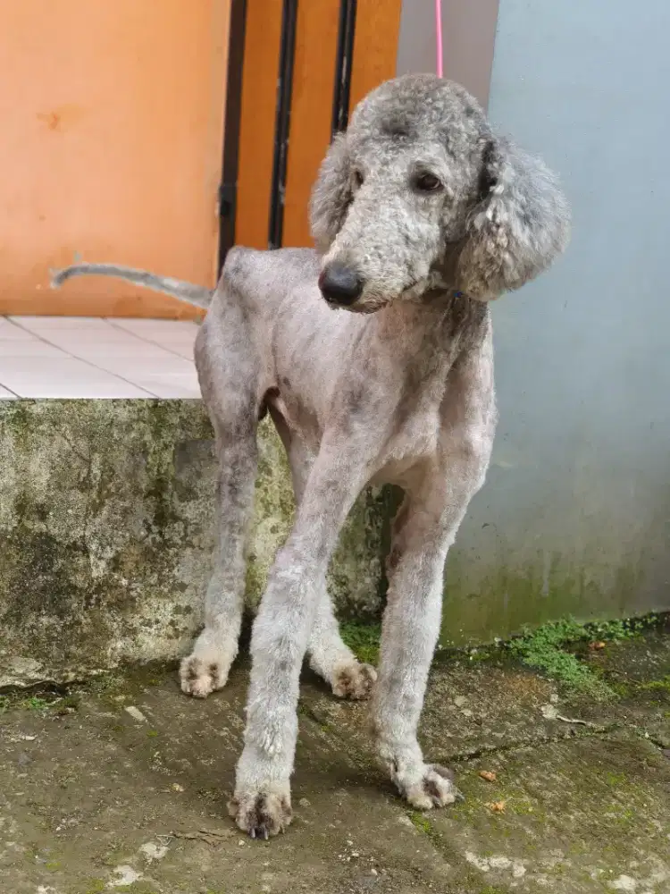 Giant poodle jantan bogor