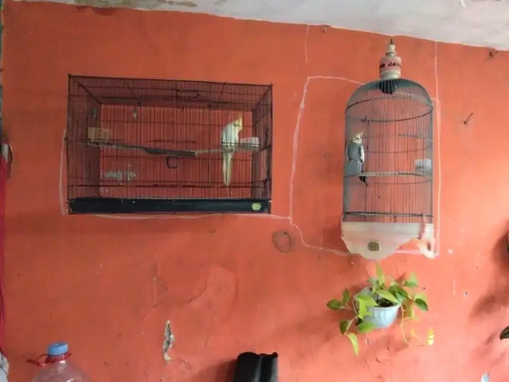 Jual cepat burung palk