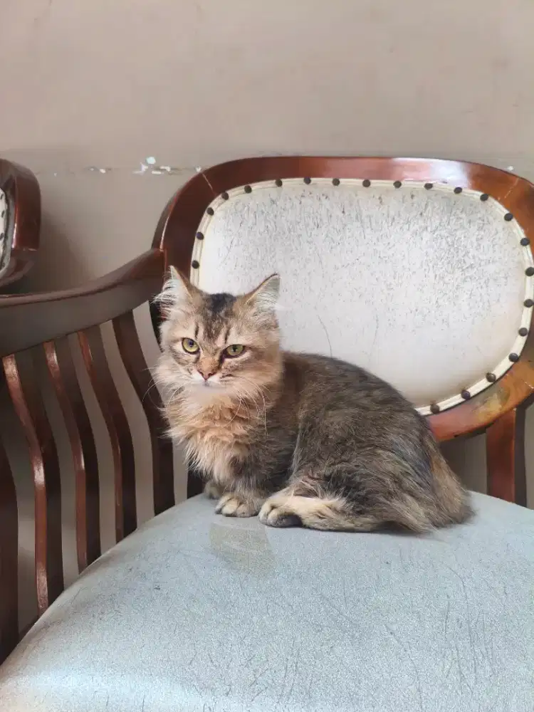 Munchkin x BLH Golden Black Jantan Kitten