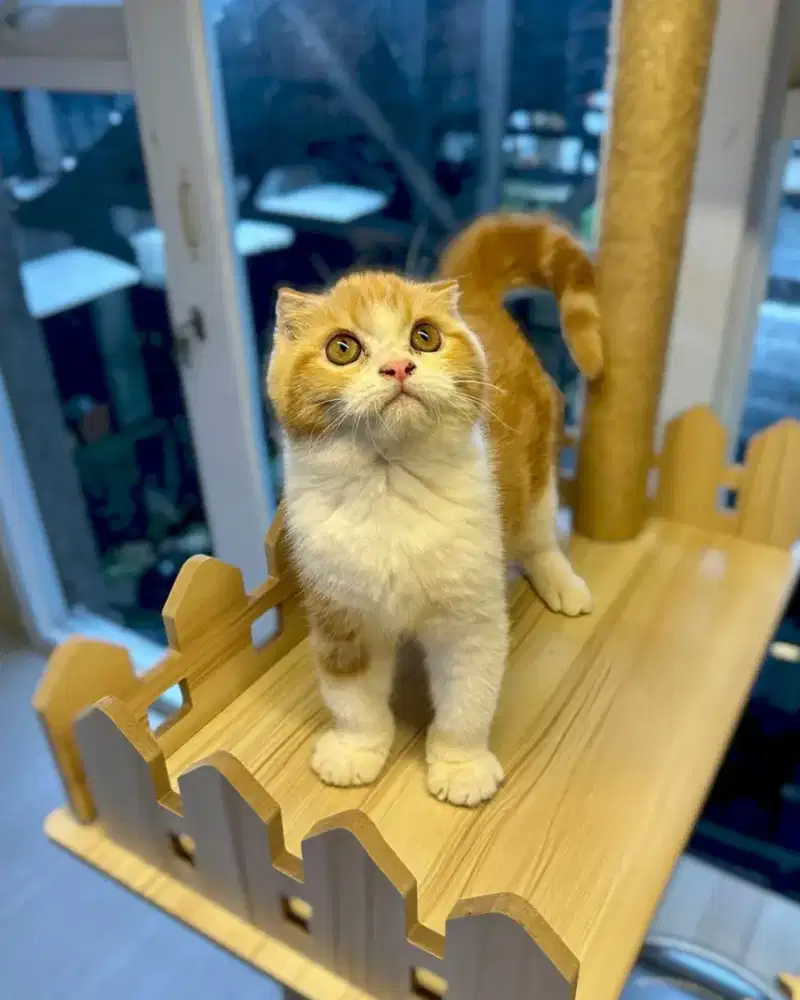Kucing Bsh Scottish Fold