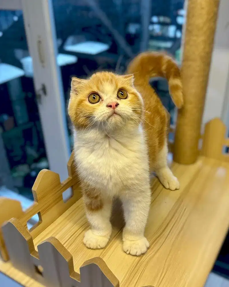 Kucing Bsh Scottish Fold