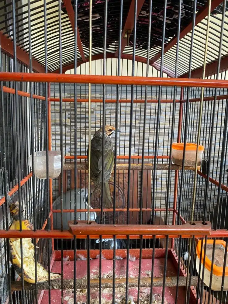 Jual cucak rowo Jantan usia 2 tahun